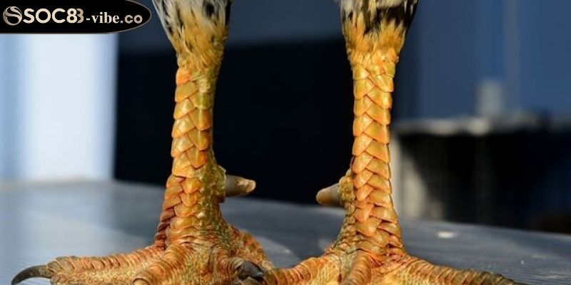 Vảy Kích Giáp SOC88 Với Cách Nhận Biết & Ứng Dụng Trong Đá Gà 3 Đánh giá khả năng chiến đấu