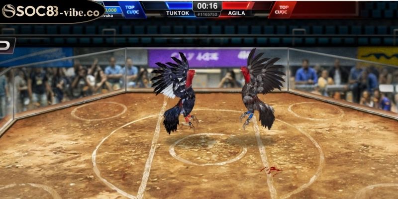 Hình thức chơi đá gà trực tiếp Techplay tại SOC88