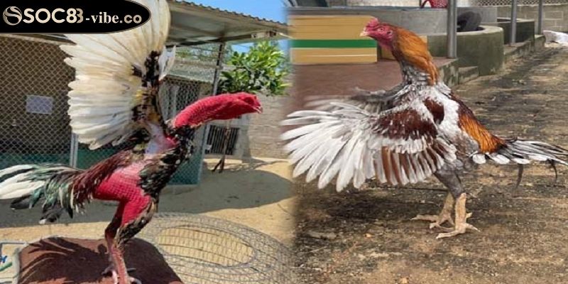 Kê thủ có nên cho gà có vảy song cúc ra đấu trường không?