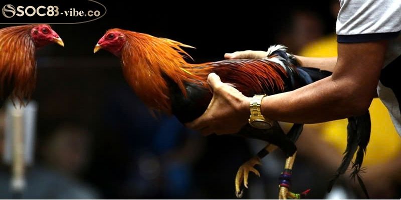 Kích thước nhỏ nhắn, phù hợp với mọi không gian nuôi