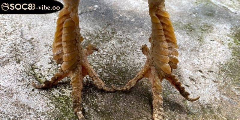 Vảy Kích Giáp SOC88 Với Cách Nhận Biết & Ứng Dụng Trong Đá Gà 2 Kiểm tra độ bền của chân gà