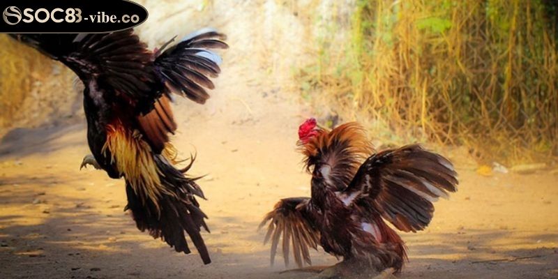 Sức đá của gà vảy song cúc