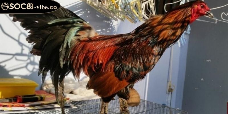 Tạo môi trường sống lý tưởng cho gà vảy rồng uy tín