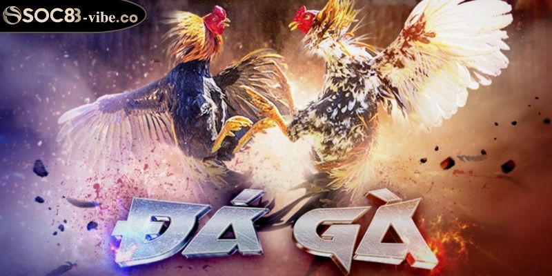 Trận đấu đa dạng tại sảnh đá gà WS168