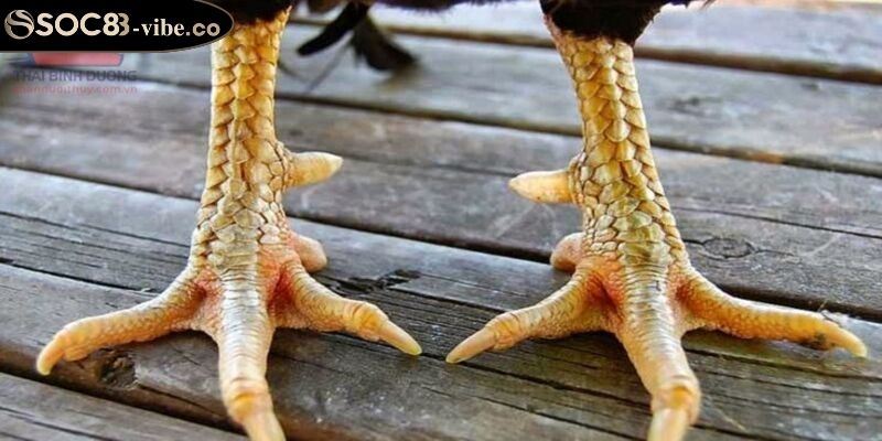 Vảy Kích Giáp SOC88 Với Cách Nhận Biết & Ứng Dụng Trong Đá Gà 1 Vảy kích giáp SOC88 là gì?