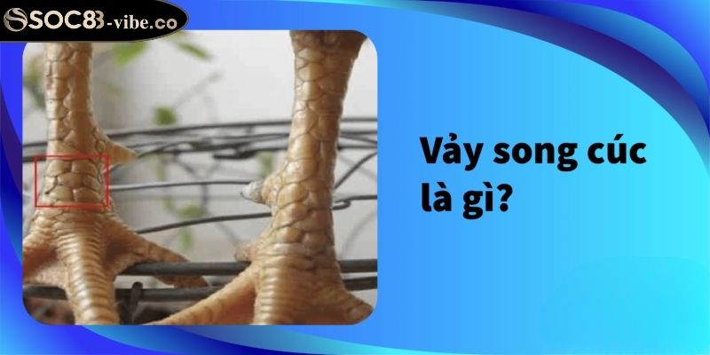 Vảy song cúc SOC88 là gì?