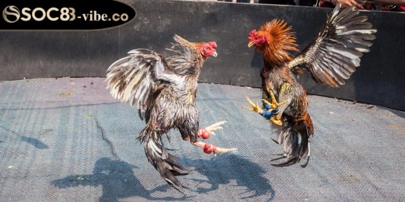 Những loại hình đặt cược trong đá gà Campuchia