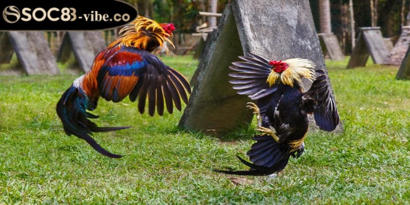 Một số mẹo chơi đá gà Campuchia hiệu quả 