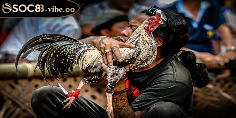 Đá gà Campuchia mang đến các trải nghiệm giải trí độc đáo và kịch tính