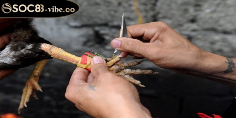 Đá gà cựa dao là một hình thức giải trí đang rất được ưa chuộng