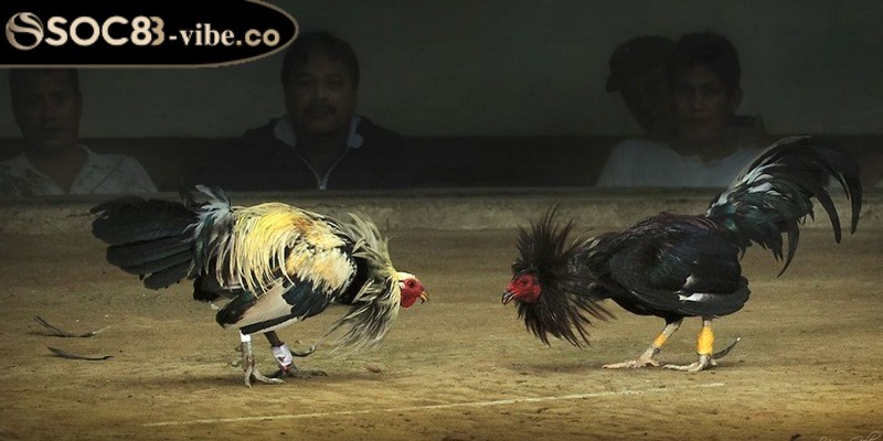 Các kinh nghiệm đá gà cựa dao thành công cho bạn 