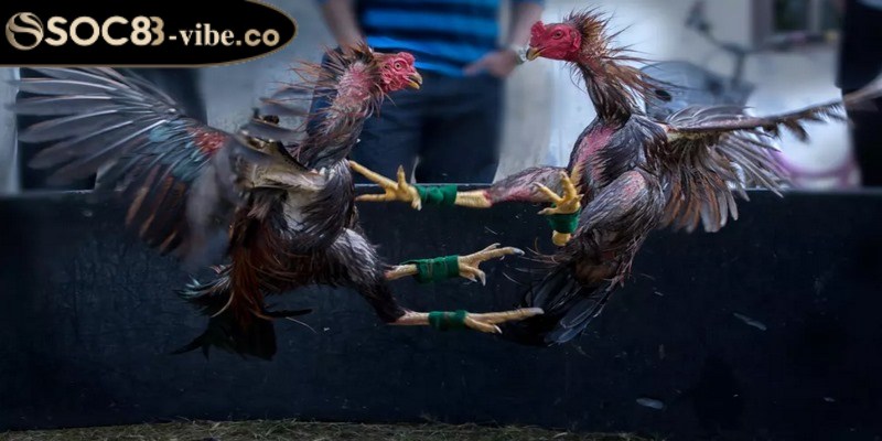 Luật chơi chi tiết cần biết của đá gà cựa dao 