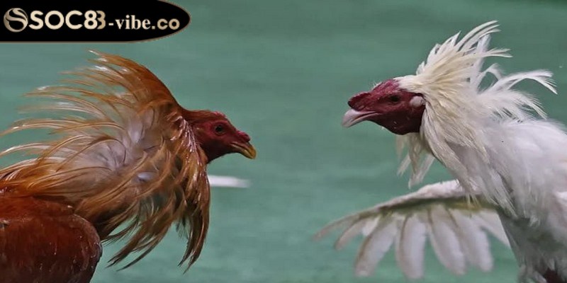 Cập nhật những chiến thuật khi chơi đá gà cựa sắt 