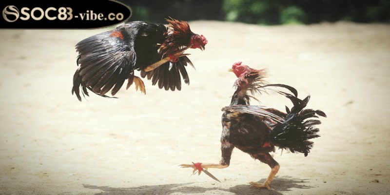 Các quy định quan trọng trong đá gà cựa sắt 