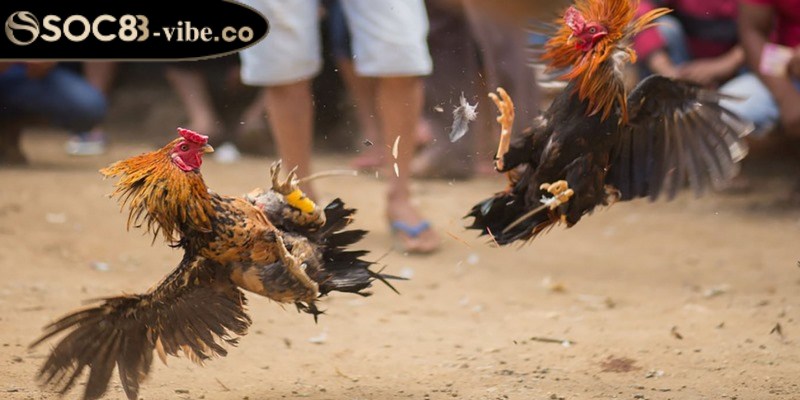 Đá gà cựa sắt là một thể loại thi đấu hấp dẫn nhất hiện nay 