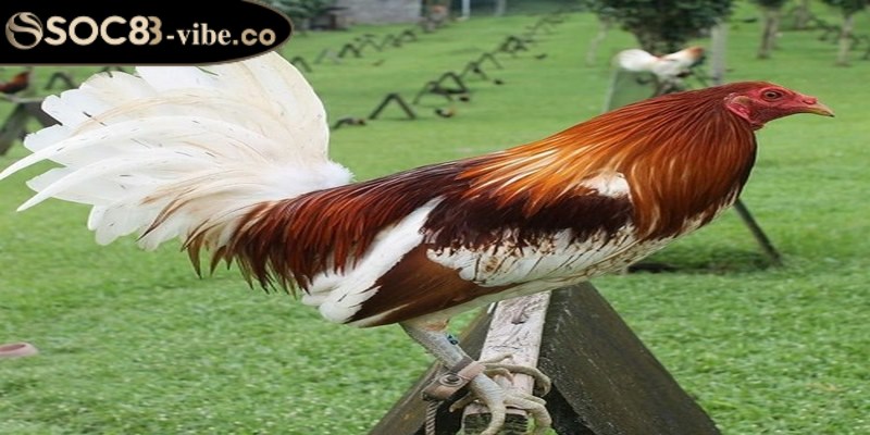 Mỗi chiến kê tham gia đá gà Mỹ đều có đặc điểm riêng biệt và vô cùng độc đáo