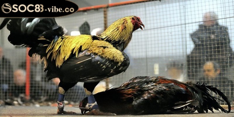 Đá gà Mỹ trực tuyến cung cấp cho người chơi một trải nghiệm độc đáo, đẳng cấp,