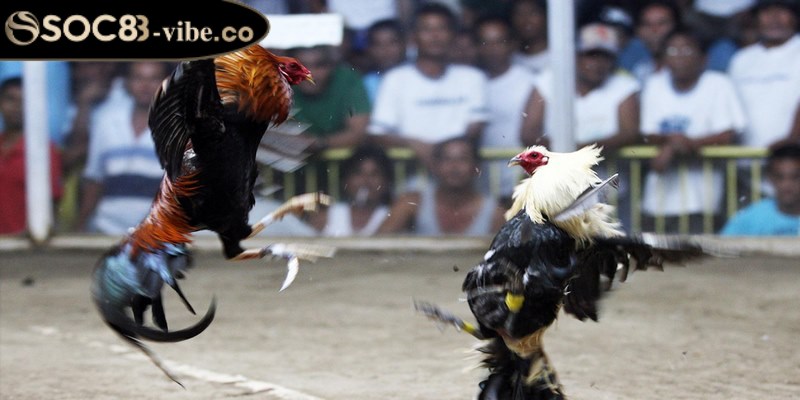 Nắm rõ các nguyên tắc cơ bản cũng như các quy định trong ván đấu gà Mỹ