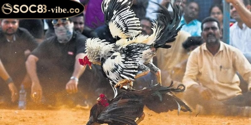 Áp dụng các chiến thuật hiệu quả để tăng cơ hội thắng khi chơi đá gà Philippines