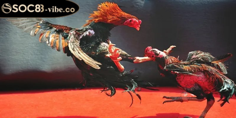 Đá gà Philippines là một môn truyền thống, kết hợp giữa văn hóa và giải trí