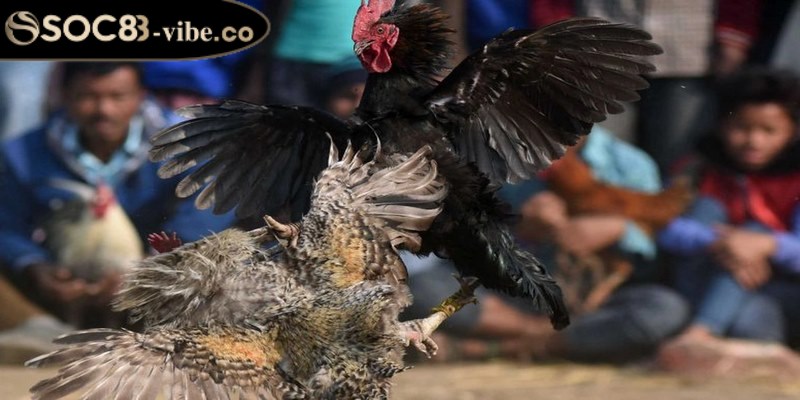 Đá gà Philippines mang đến nhiều loại hình hấp dẫn khi cá cược