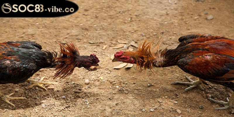 Những hình thức đặt cược có trong đá gà Thomo 