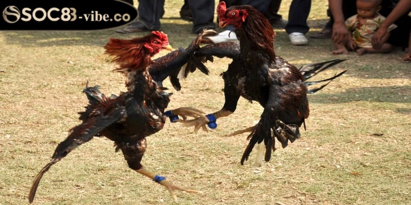 Đá gà Thomo được xem là một loại hình đá gà phổ biến hiện nay