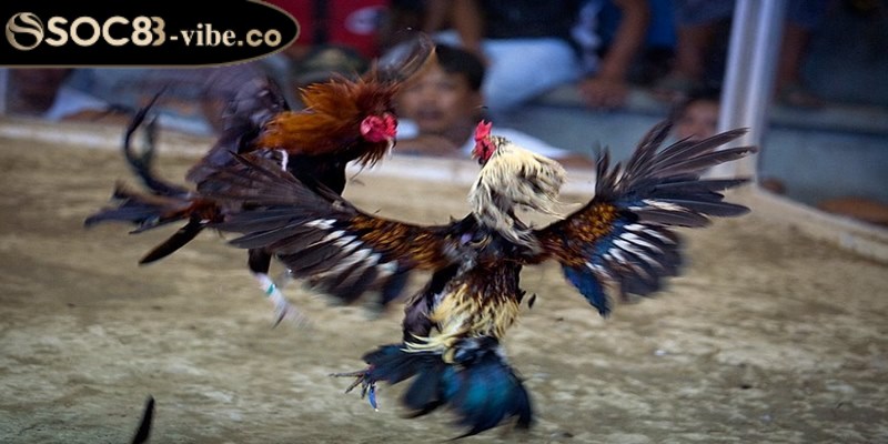 Cách phân định thắng thua trong đá gà Thomo 