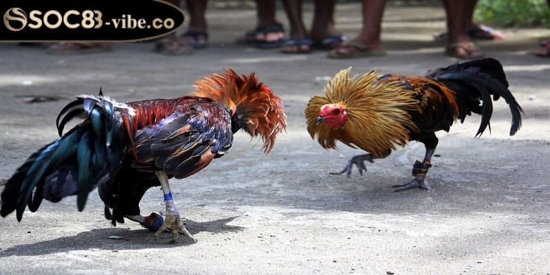 Hướng dẫn tham gia chơi cá cược đá gà trực tiếp 